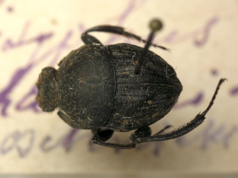 Sisyphus schaefferi (Linnaeus, 1758)